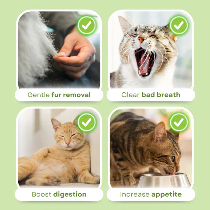 Cats' natural grass chew sticks (6 Pcs) for dental hygiene, digestion support & hairball reduction. Healthy treat.
