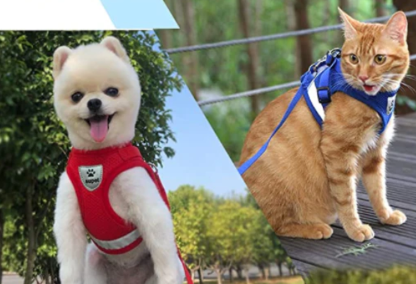 Essential cat accessories: adjustable harness and leash for safe feline adventures.