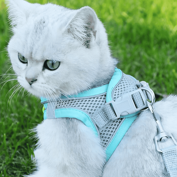Adjustable cat safety harness for comfortable outdoor adventures. Escape-proof design ensures secure feline walking.