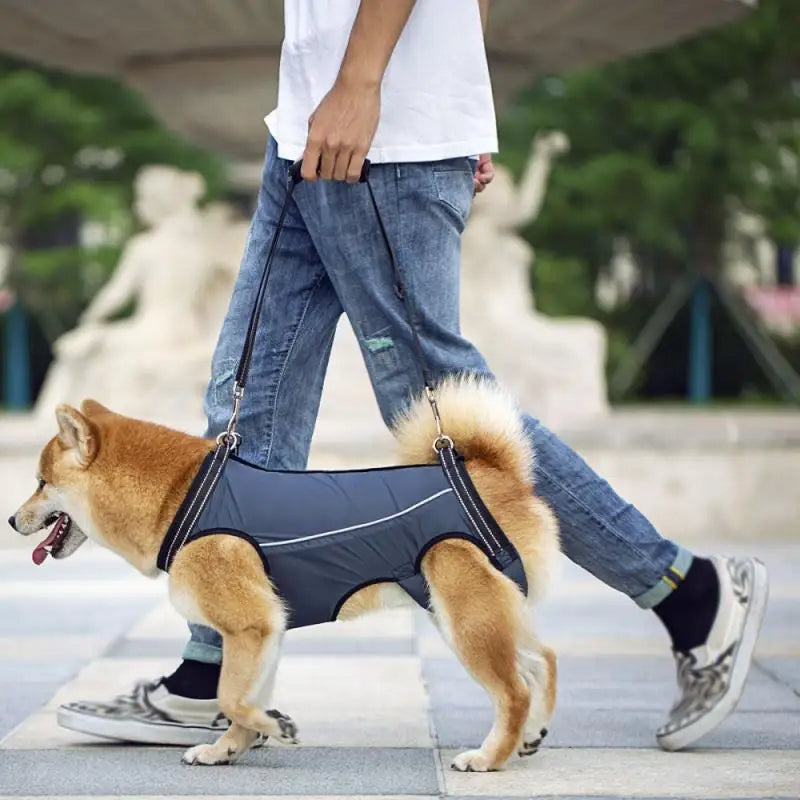 Comfortable dog support harness, adjustable for injured or senior pets needing walking assistance.