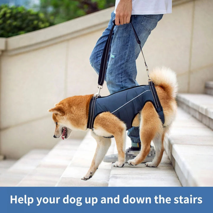 Dog recovery harness for injured pets. Offers gentle lift, walking assistance & pet support.