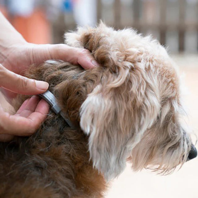 Outdoor pet protection: Waterproof adjustable flea & tick collar for cats & dogs.