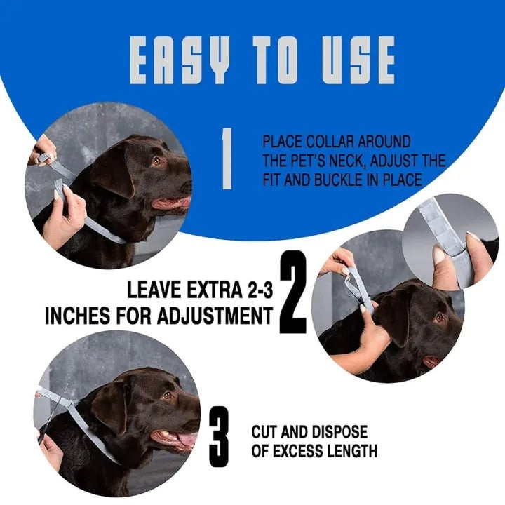 Dog wearing waterproof flea & tick collar, adjustable for comfortable, long-lasting pest control.