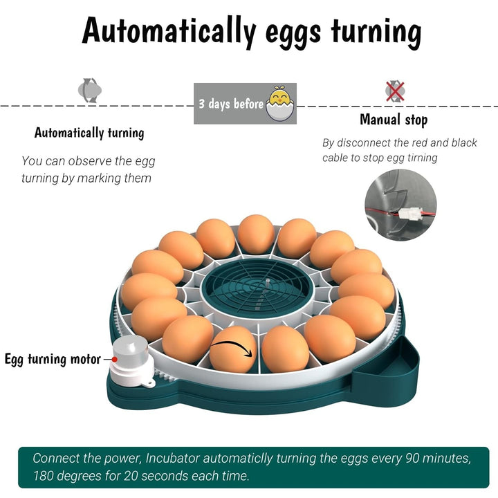 Home egg incubator with automatic turning for 15 chicken or quail eggs. Easy & efficient poultry hatching.
