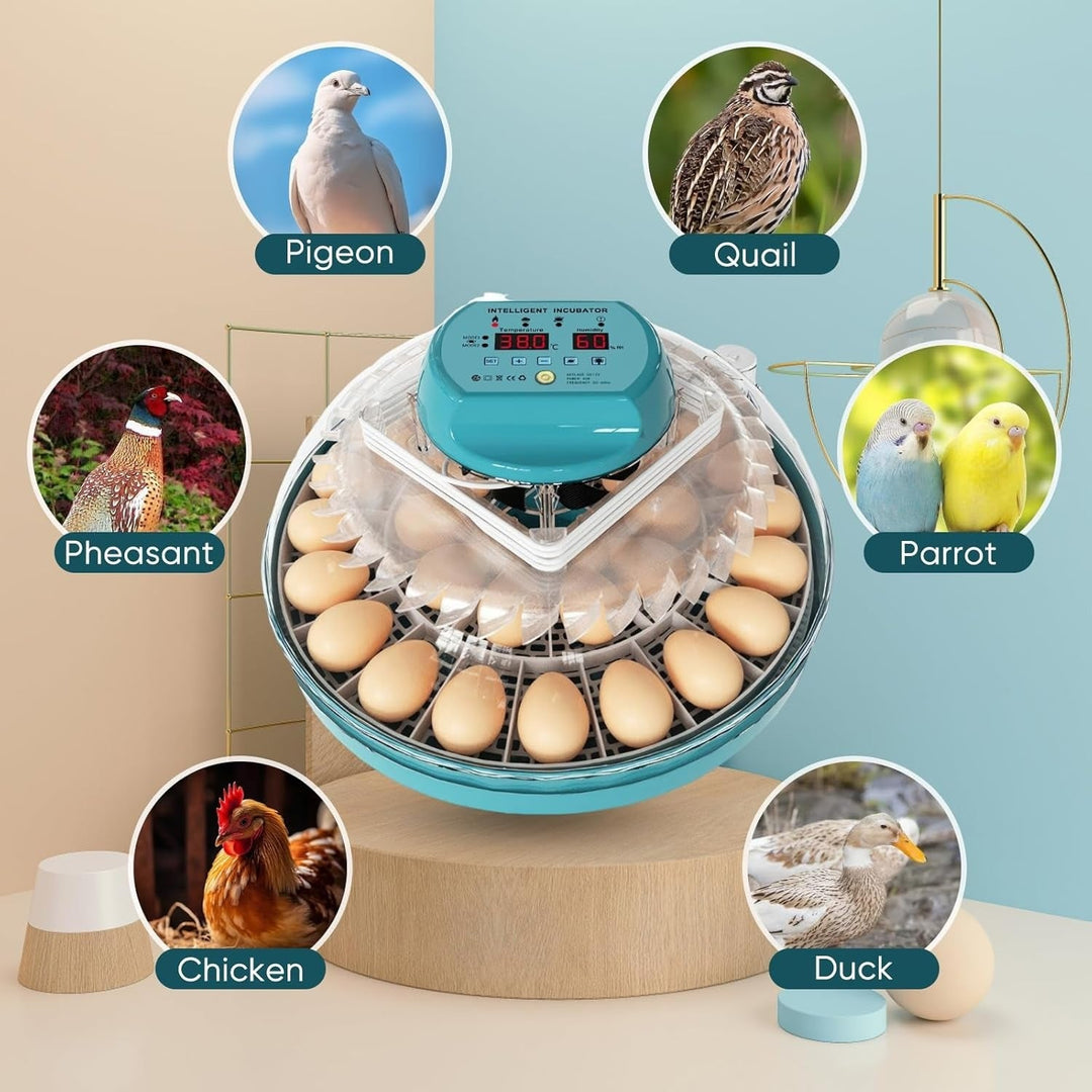 Clear top 15-egg automatic incubator, ideal for home hatching of chicken and quail eggs with candling.
