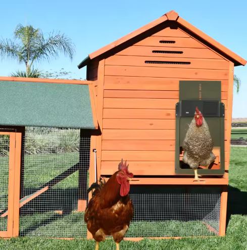 Automatic chicken coop door system for poultry security, ensuring chicken safety & predator protection.