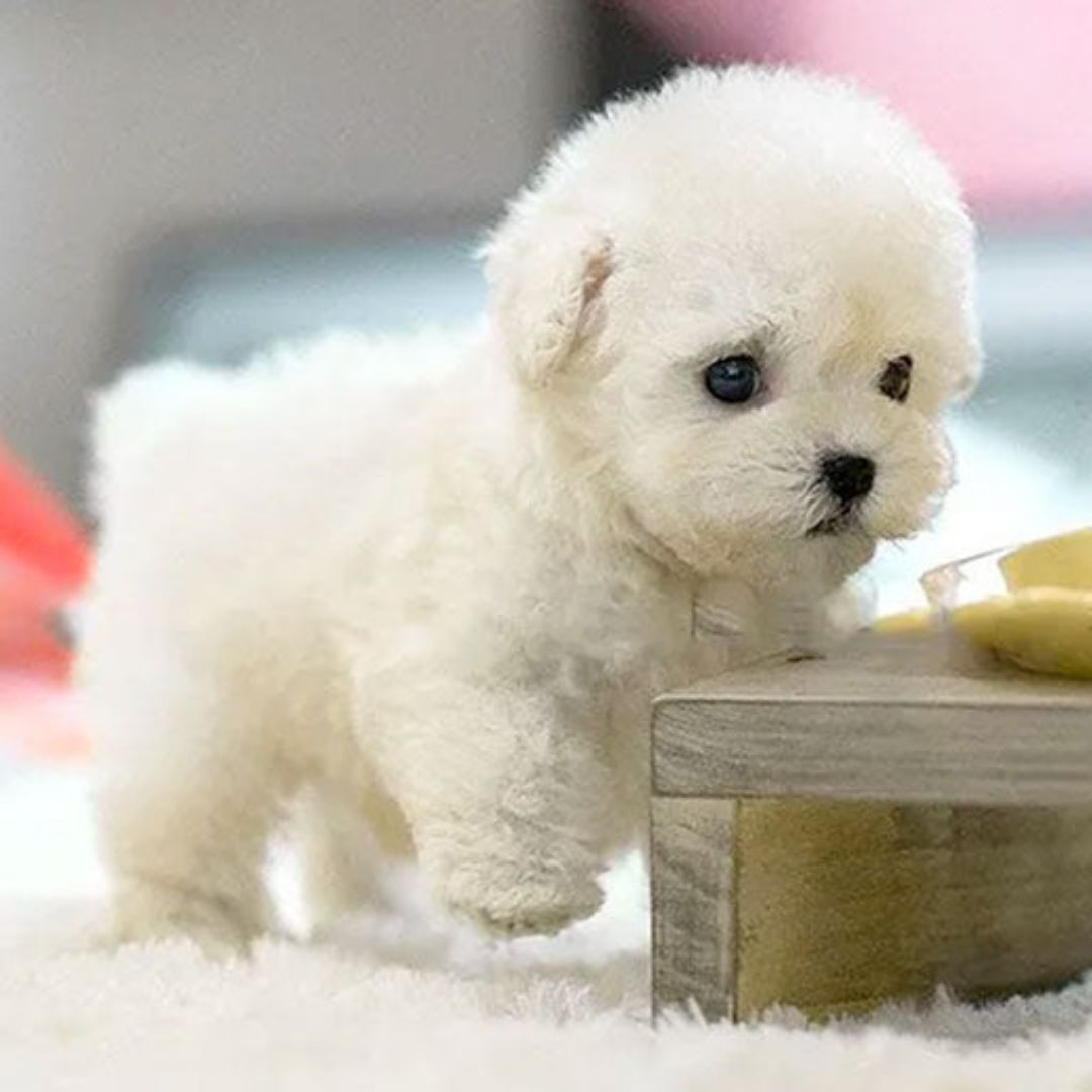 Electronic toy dog that walks and barks, a fun interactive gift for kids