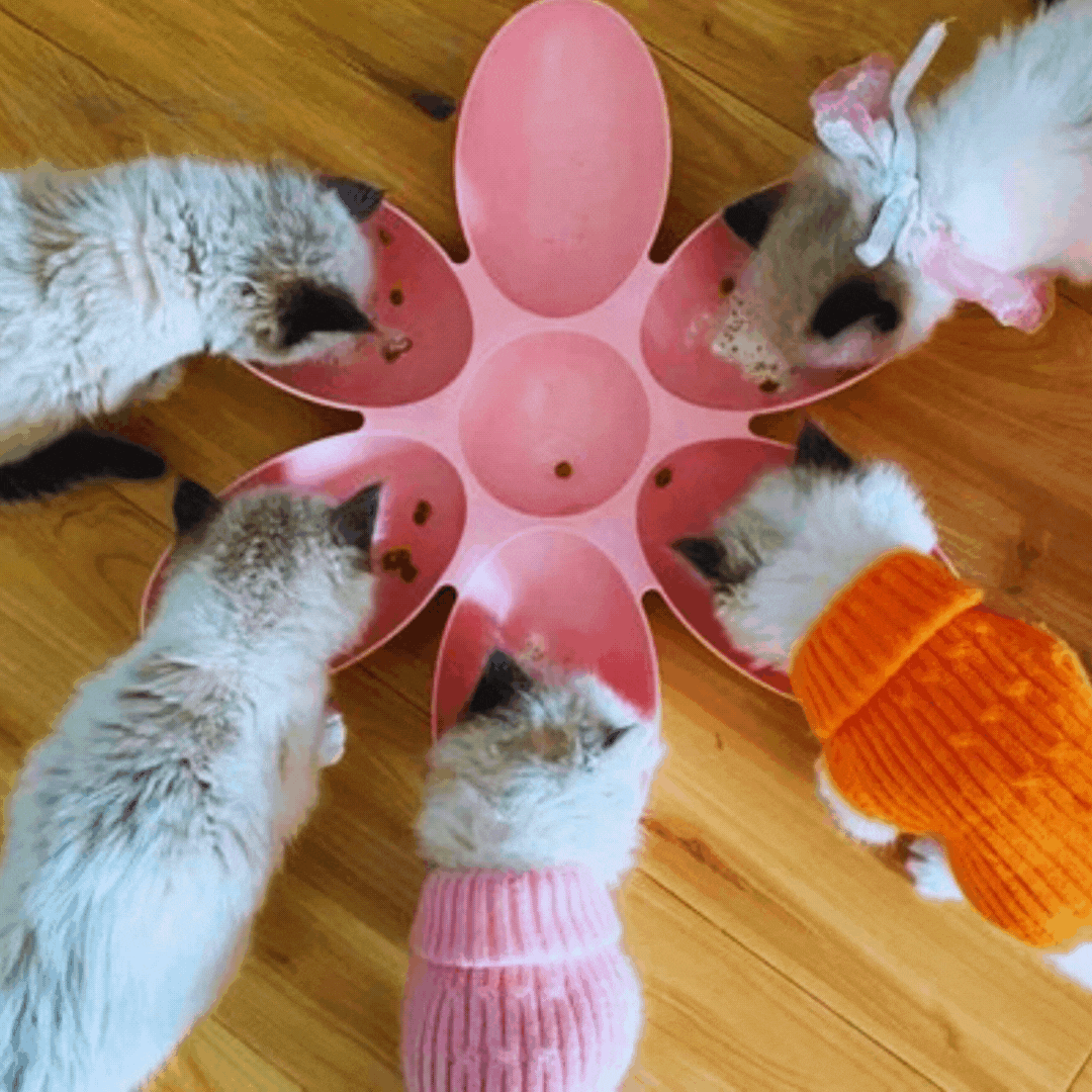 Colorful 6-bowl flower feeding dish for multiple cats or small pets. Easy clean pet food & water station.