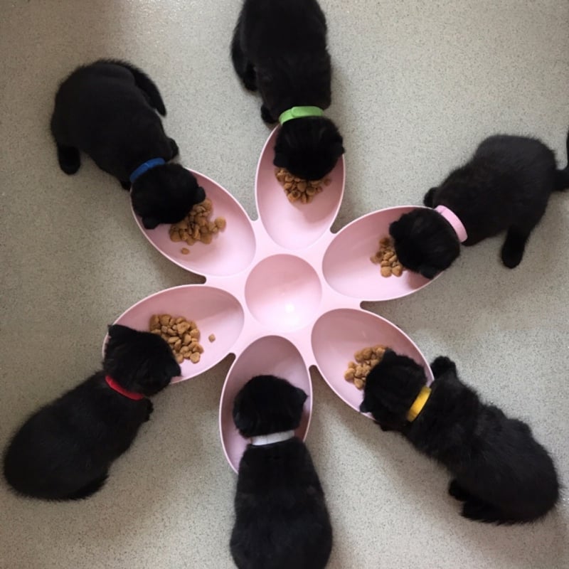 Multi-cat feeding dish, a 6-bowl flower design feeder to reduce stress in pet households. Pet bowls.