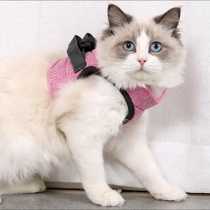 Essential animal accessory: Comfort-Fit cat harness and lead for secure, comfortable outdoor adventures.