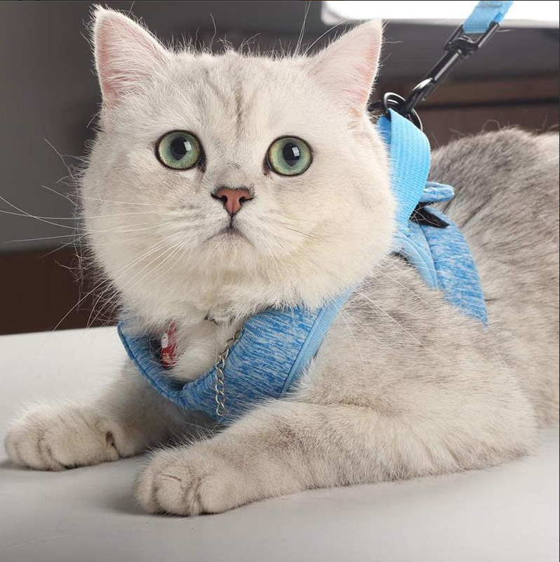 Happy cat wearing an adjustable, escape-proof harness with leash for a safe and comfortable outdoor walk.