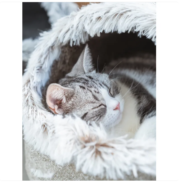 A cozy cat house bed with fluffy edge, ideal for feline comfort, relaxation & hideaway.