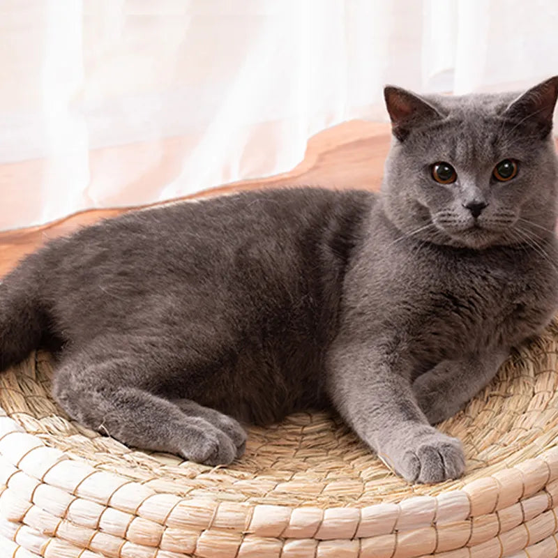 Luxurious round cat nest, featuring natural soft materials for deep relaxation and a secure, comfortable pet sleeping area.