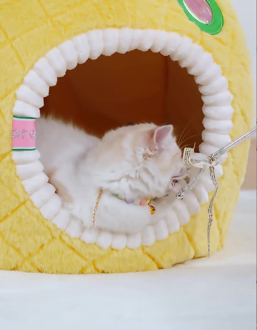 Comfortable pineapple cat bed cave, a soft and cozy pet hideaway. Ideal feline sleeping furniture.