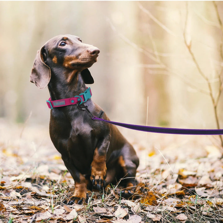 Extra long waterproof dog lead for outdoor training, offering freedom & secure control.