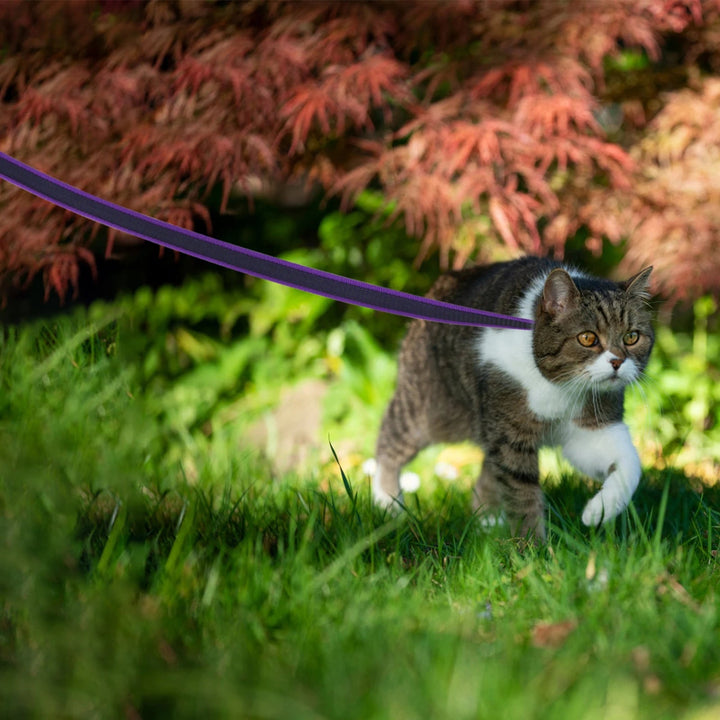 Reflective extra long waterproof dog lead, enhancing visibility for safer night time walks.