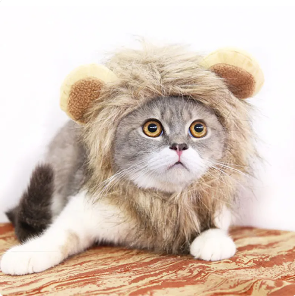 Funny cat wearing a realistic lion mane costume with ears, perfect for pet photography & Halloween.