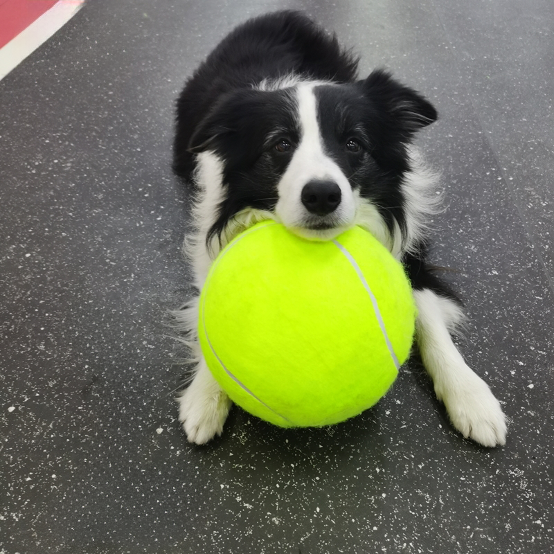 Giant inflatable dog tennis ball for fun fetch games outdoors