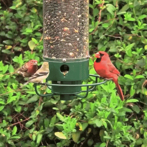 Long-lasting metal squirrel-proof bird feeder, ideal for active garden birdwatching.