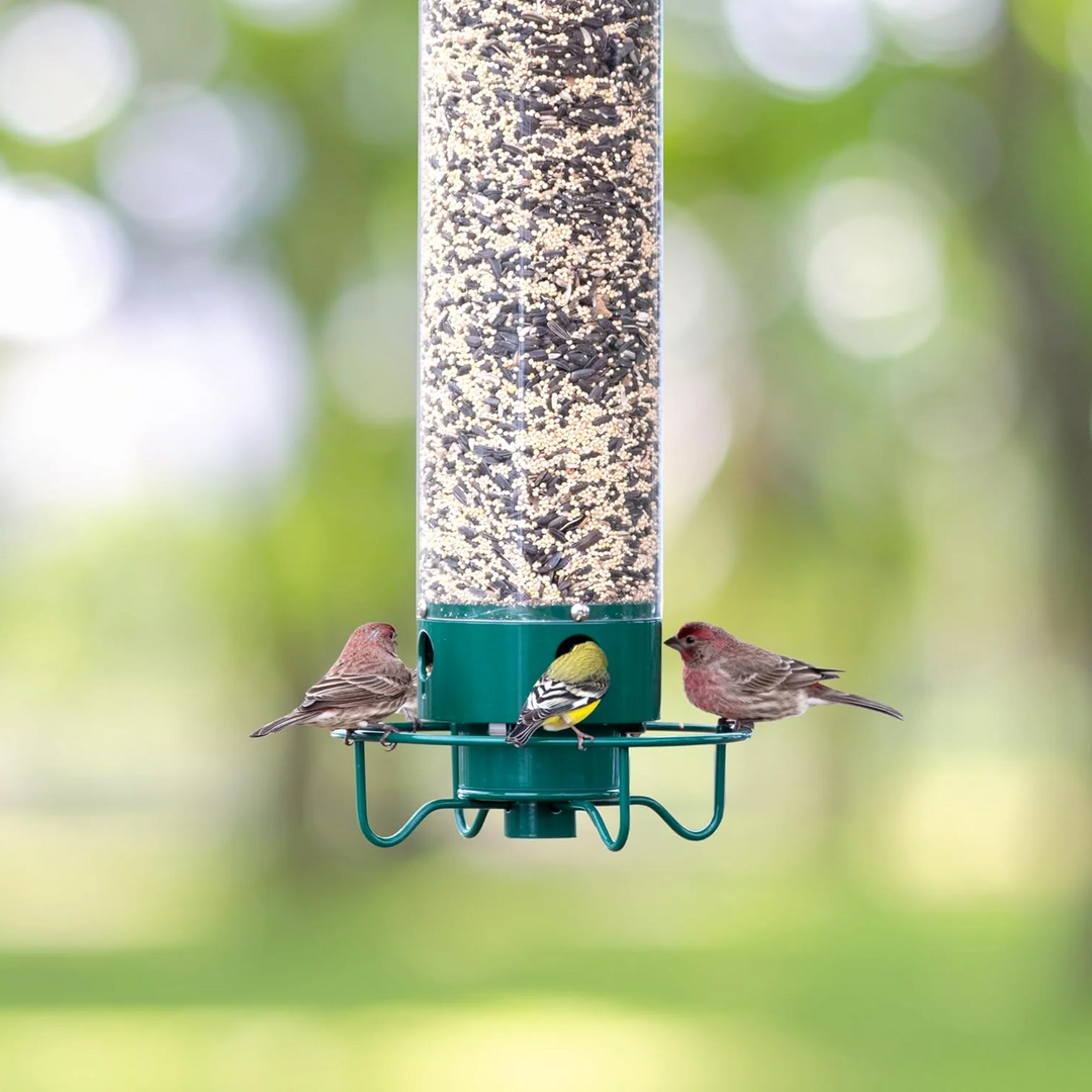 Durable metal bird feeder, designed to be squirrel-proof for backyard gardens.