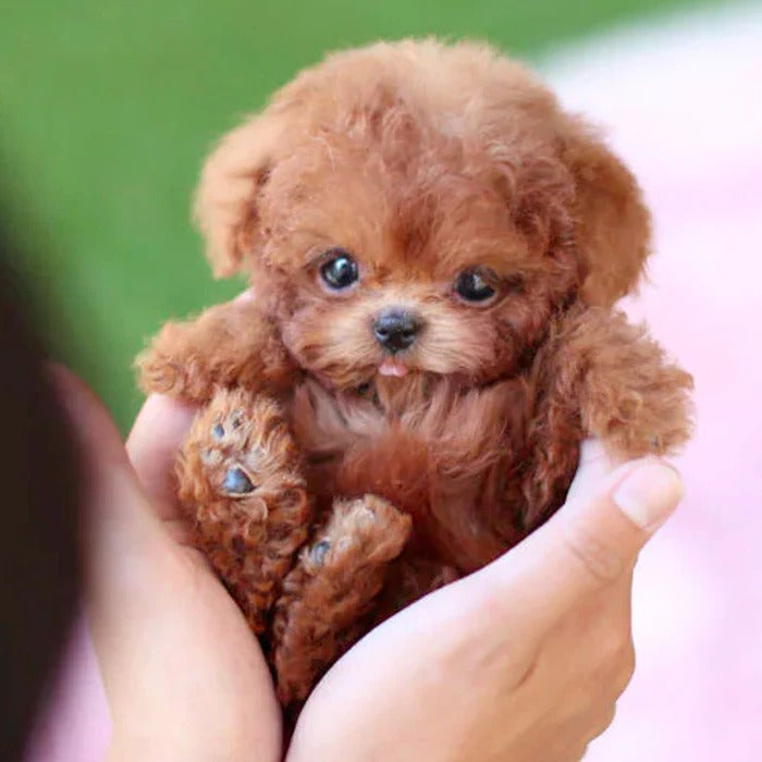 Interactive robot puppy toy for kids, walking and barking realistically.