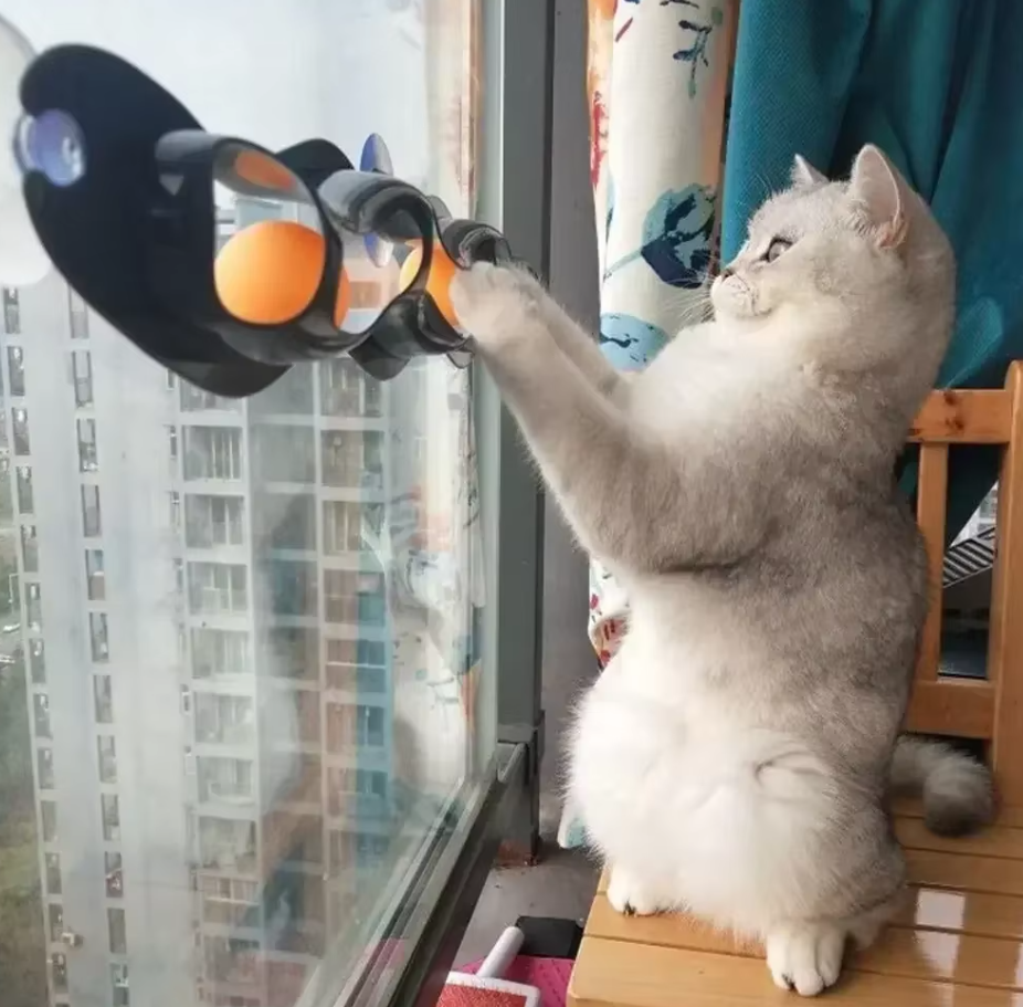 Interactive window cat play track with movable balls, perfect for feline enrichment & indoor cats.