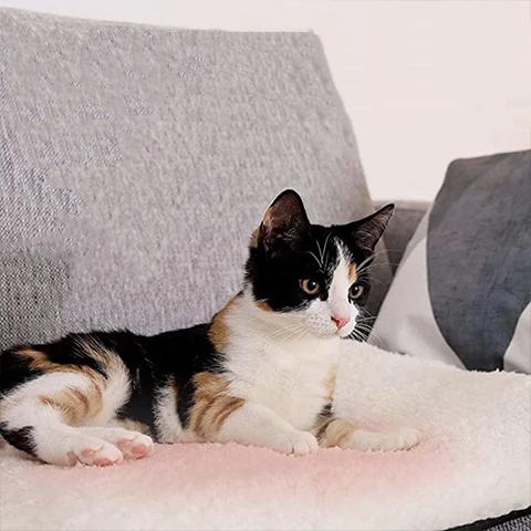 KittyKozy self-heating cat bed providing ultimate warmth and comfort for your feline friend.