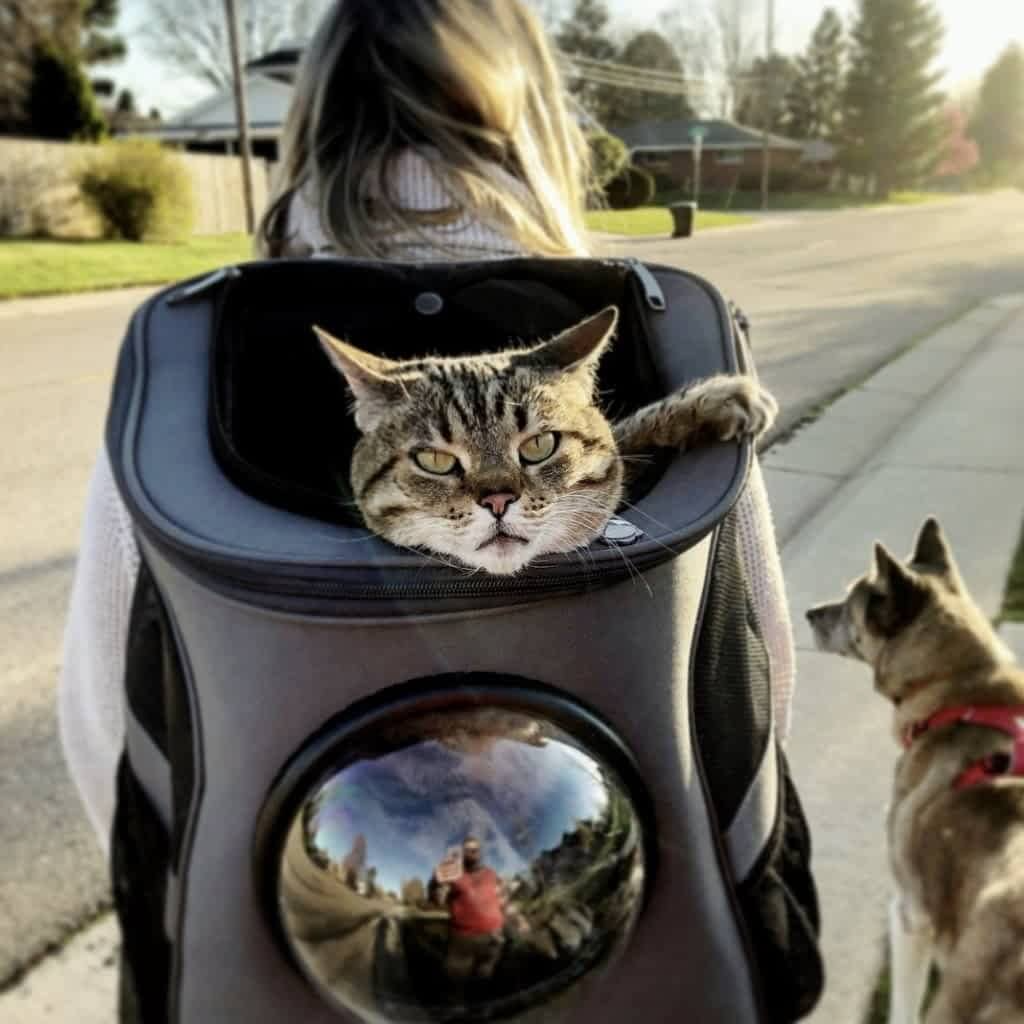 Pet travel backpack, spacious & secure, featuring a bubble window for cats to enjoy outdoor views.