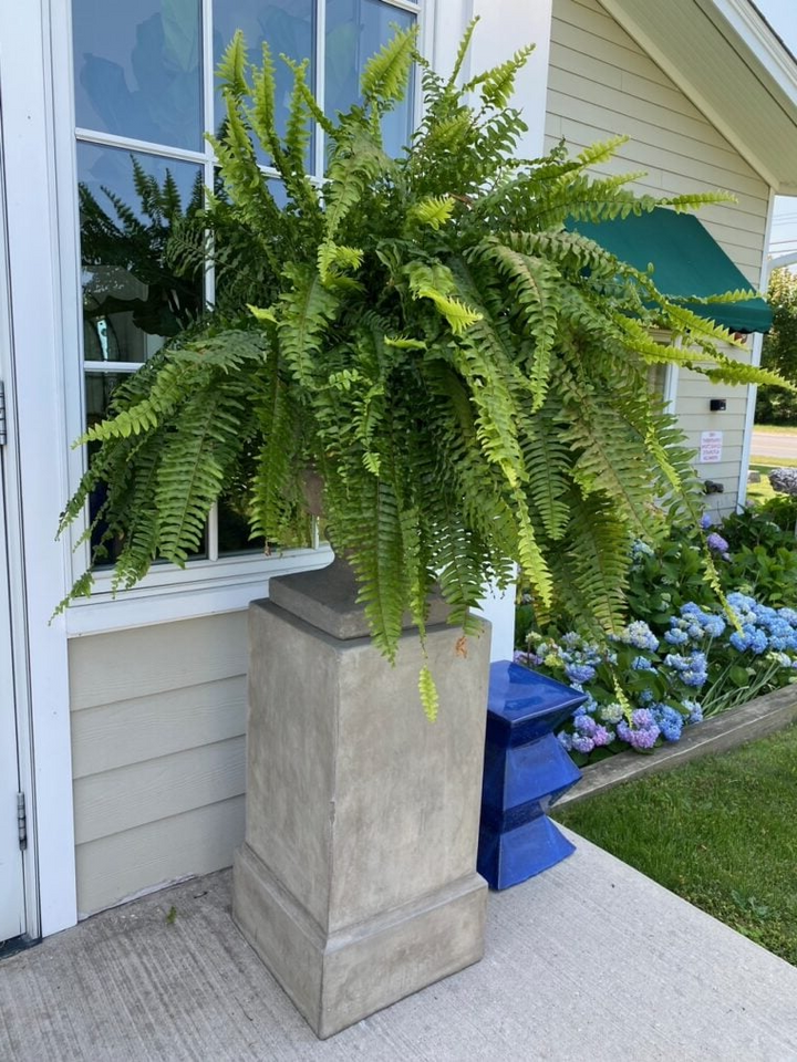 Lifelike artificial Boston fern plant, perfect for outdoor garden & patio decor. UV resistant faux greenery.