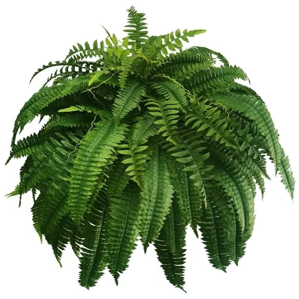 Faux Boston fern plant, bringing maintenance-free, lifelike green foliage to your outdoor decor.