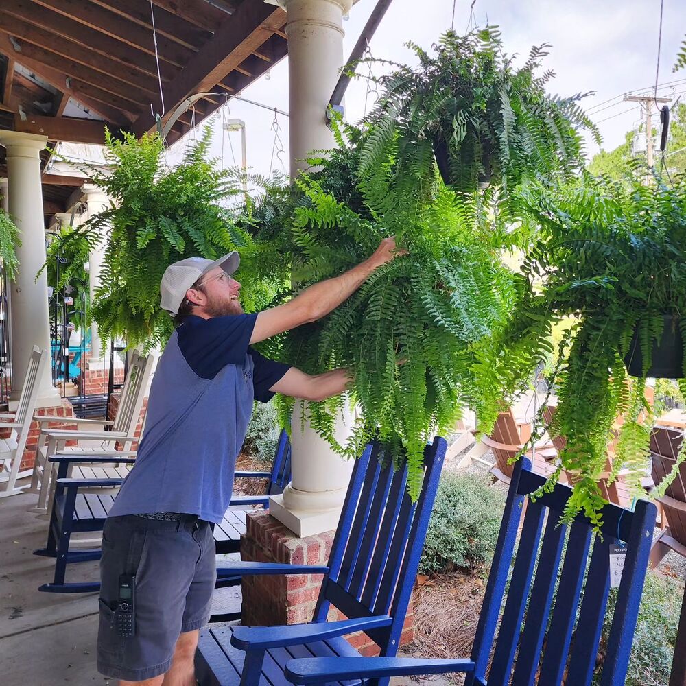 Lush artificial Boston fern plant, designed for durable UV resistant outdoor garden & patio decoration.
