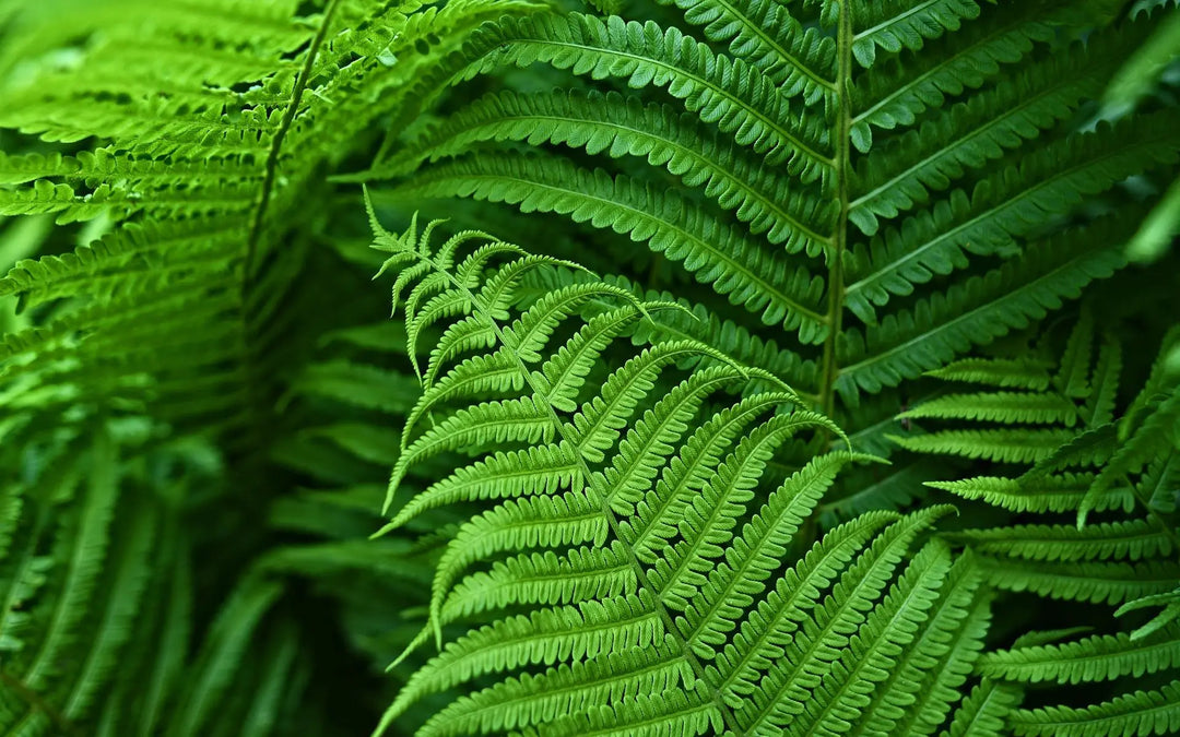 High-quality faux Boston fern plant for outdoor decor. Enjoy maintenance-free, UV resistant greenery.