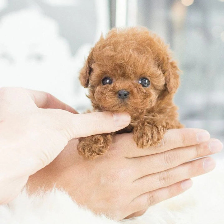 Brown robot puppy playing, an example of a fun and realistic electronic pet toy.