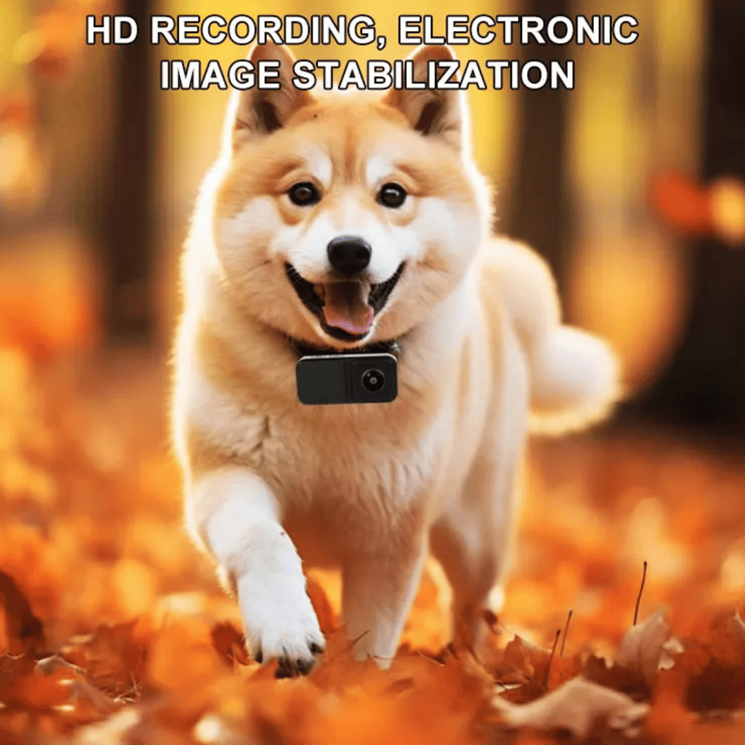 Small pet tech camera on a black cat's collar, capturing HD 1080p footage of its surroundings.
