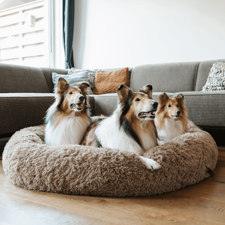 Anxious dog nestled in a plush, calming donut dog bed, enjoying deep comfort and security.