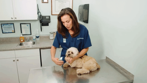 High-performance dog nail clippers with safety guide for stress-free and precise pet paw grooming.