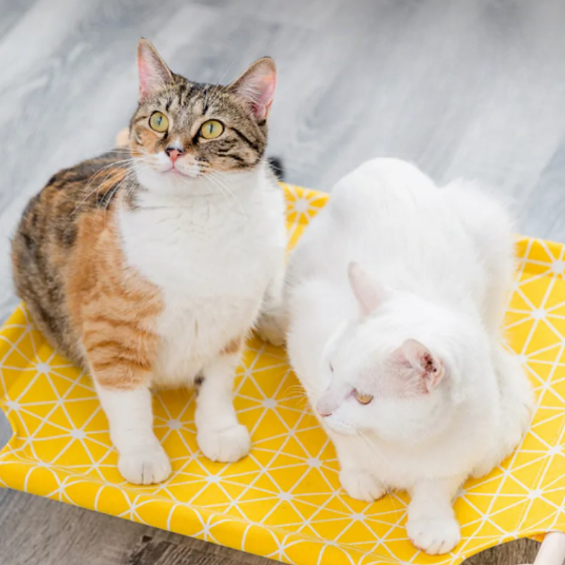 PurrNest elevated cat bed with linen fabric for ultimate comfort