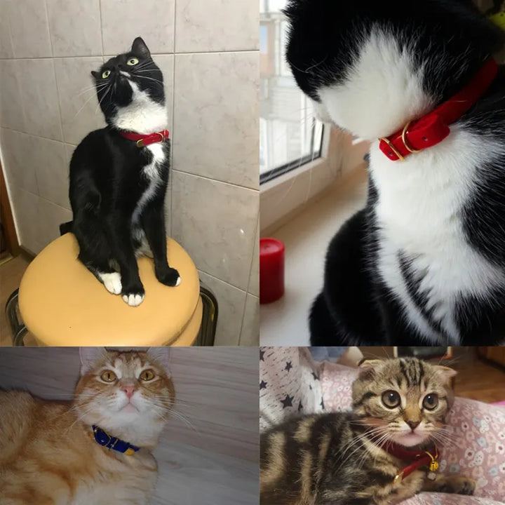 Adjustable velour cat collar, designed for small pets. Includes a stylish golden buckle for a touch of elegance.