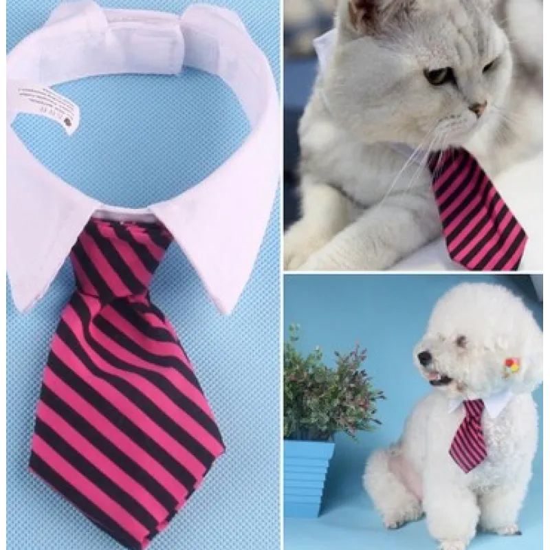 Elegant pet accessory: a collar with a built-in tie for your fashionable dog or cat.