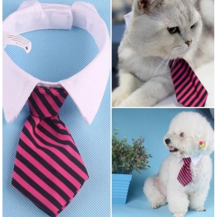 Elegant pet accessory: a collar with a built-in tie for your fashionable dog or cat.