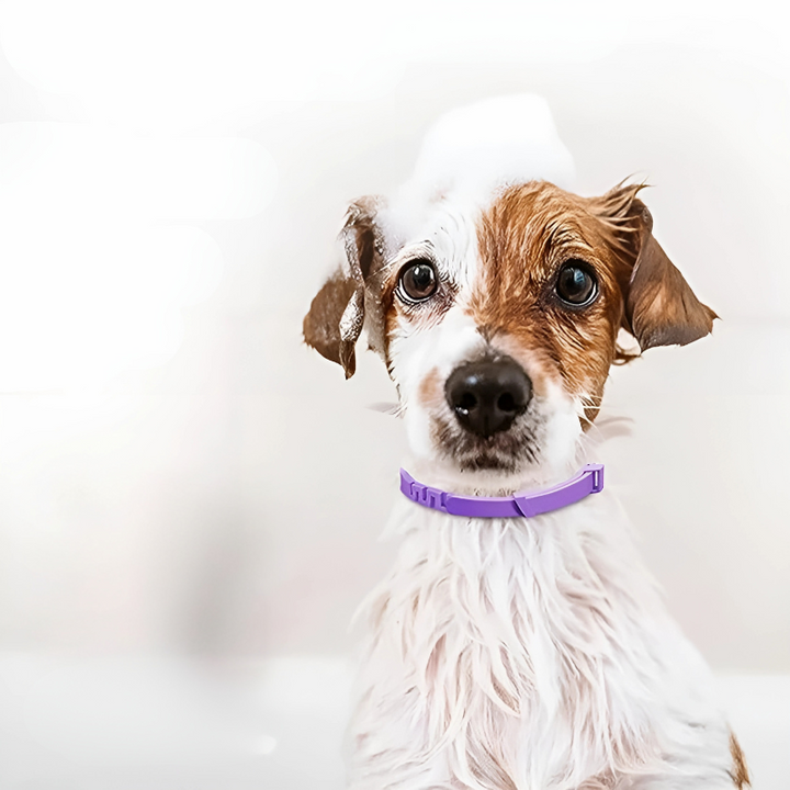 Tranquiloo calming pheromone collar for dogs and cats reducing pet anxiety.
