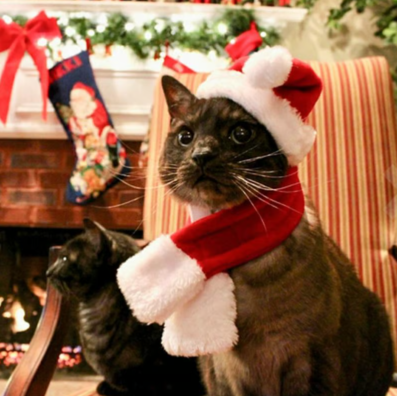 Unisex pet Christmas hat & scarf set, perfect for dogs & cats. Festive holiday attire & cute pet accessory.