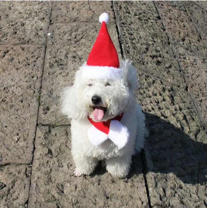 Festive pet Christmas costume: hat & scarf set for dogs & cats. Cute holiday apparel for memorable photos.