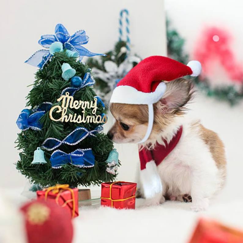 Festive pet holiday attire: Christmas hat & scarf set. Perfect gift & cute accessory for dogs & cats.