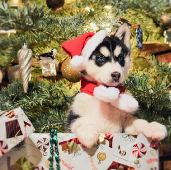 Cute dog Christmas hat & scarf set. Festive holiday pet apparel for a joyful and adorable look.