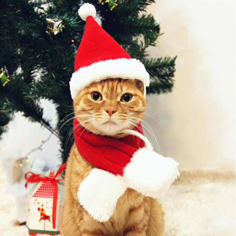 Adorable cat Christmas hat & scarf set. Holiday pet accessory for festive feline fun & cute photos.