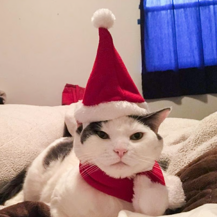 Cute pet Christmas outfit: festive hat & scarf set for dogs & cats. Perfect holiday apparel & accessory.