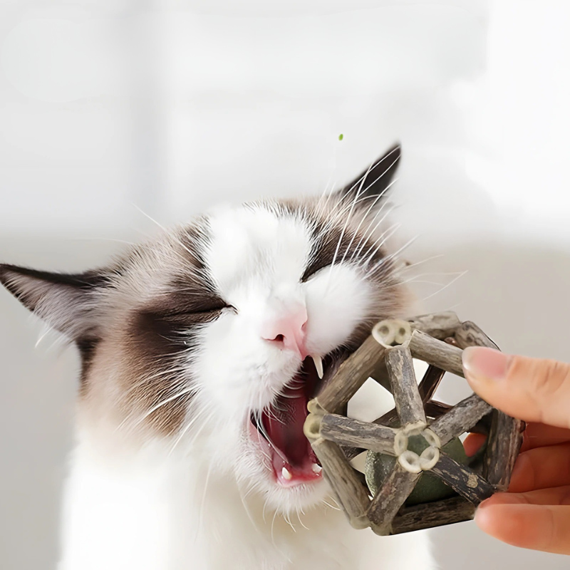 WhiskerCube silvervine cat chew toy promoting oral health and calm for felines.