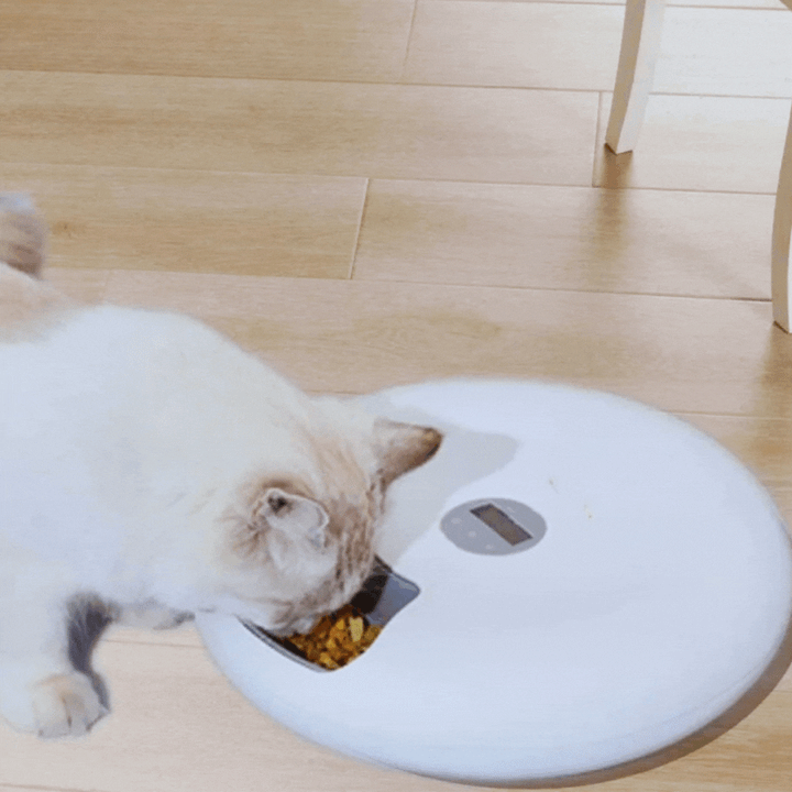 White automatic pet food dispenser for dogs & cats, ensuring timed, precise meals. Effortless feeding.