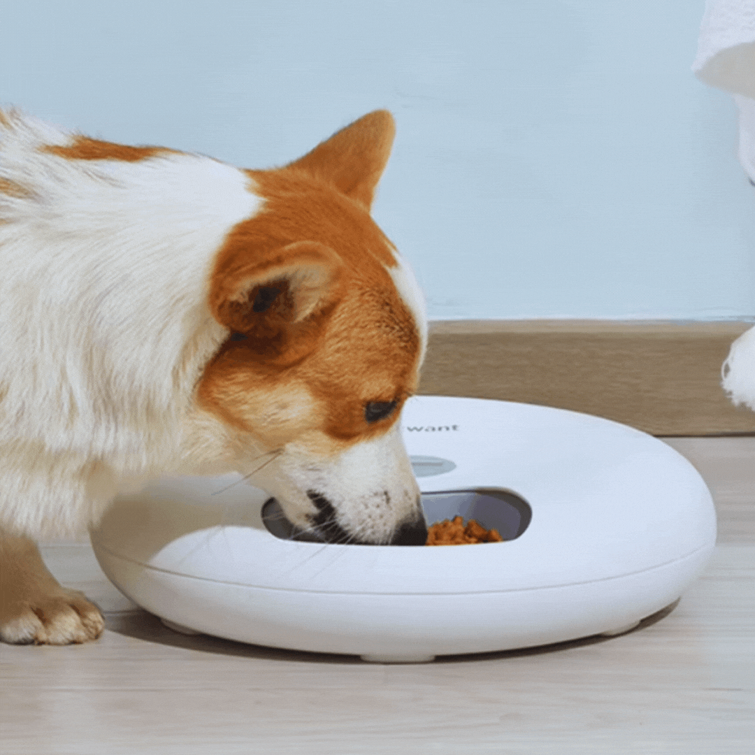 White timed automatic pet feeder for scheduled dog & cat meals. Effortless pet care, precise portions.